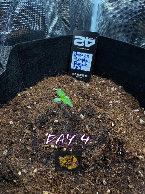 Let's make this day amethyst-ing! (RF3). Week 1