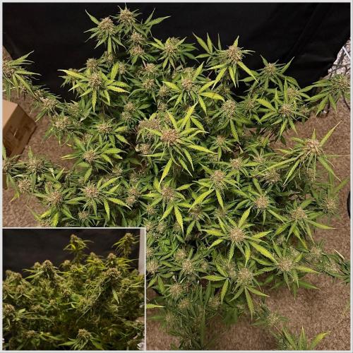 Why did the aurora get a bad review?. Week 15