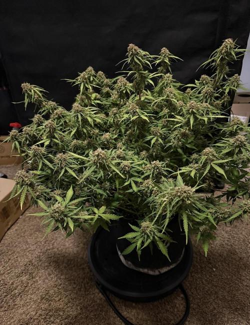 Why did the aurora get a bad review?. Week 15