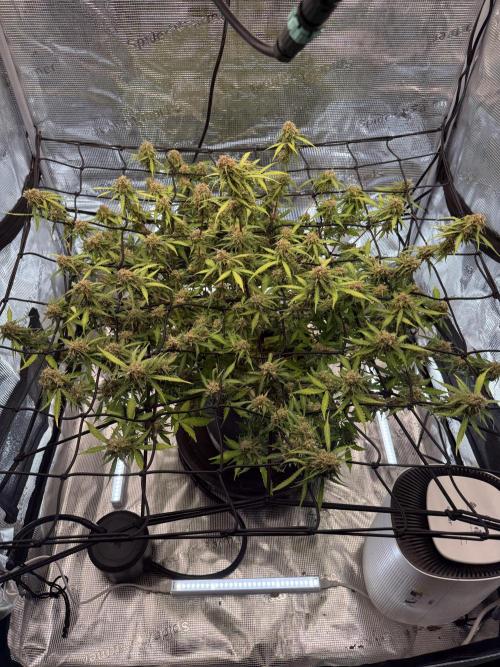 Why did the aurora get a bad review?. Week 15