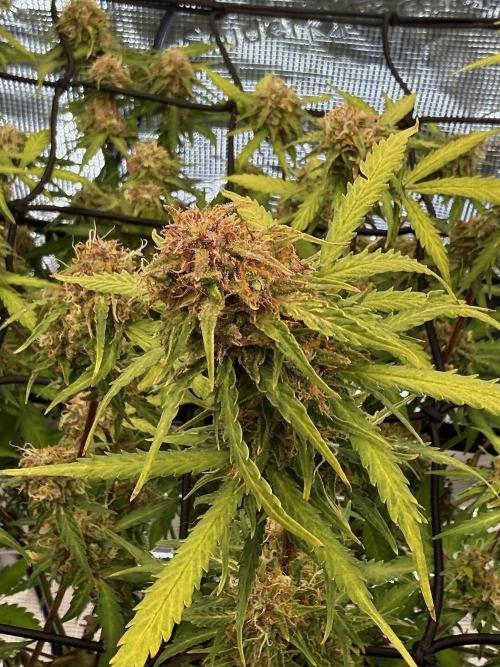 Why did the aurora get a bad review?. Week 15