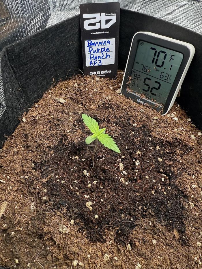 Let's make this day amethyst-ing! (RF3). Week 2