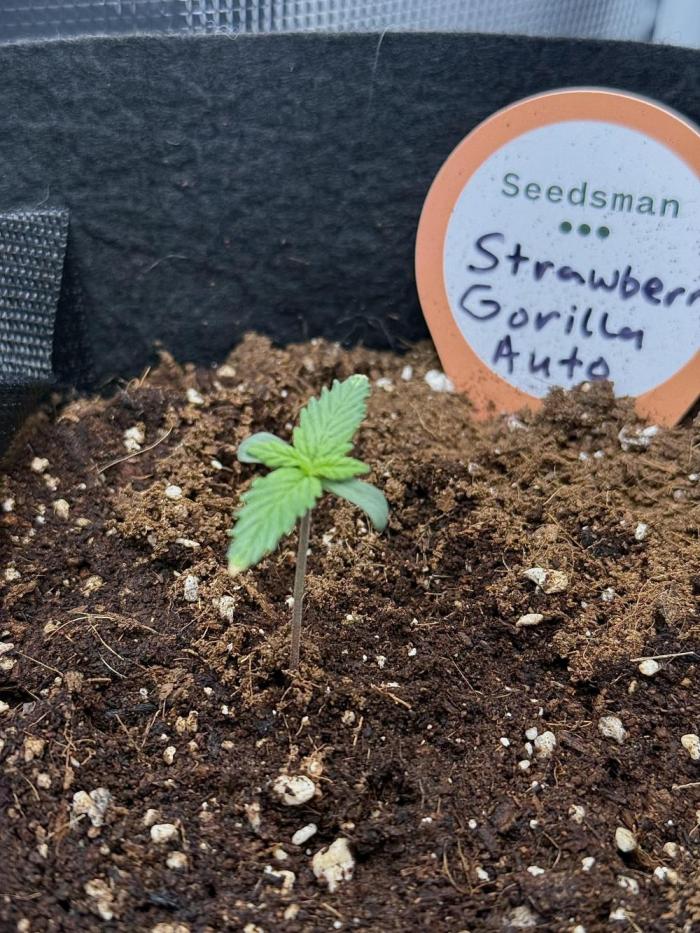 You're the berry best!. Week 2