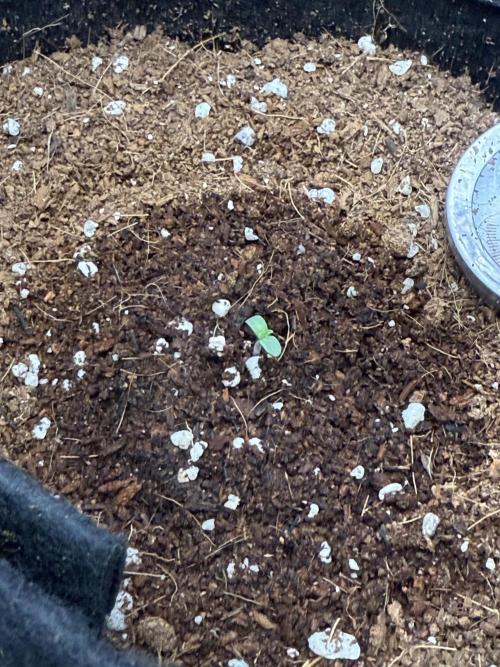 GG4 ( first photo indoor run ). Week 0