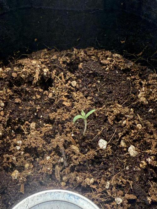 GG4 ( first photo indoor run ). Week 1