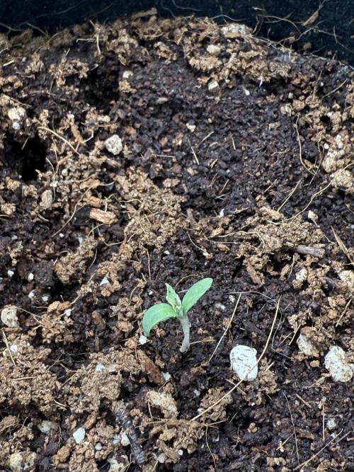 GG4 ( first photo indoor run ). Week 1