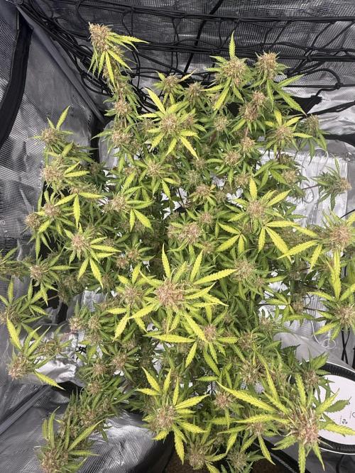 Why did the aurora get a bad review?. Week 16