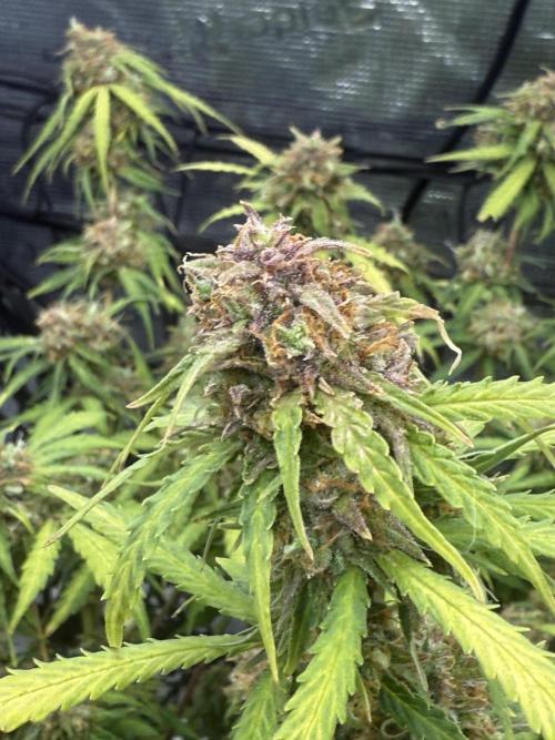 Why did the aurora get a bad review?. Week 16