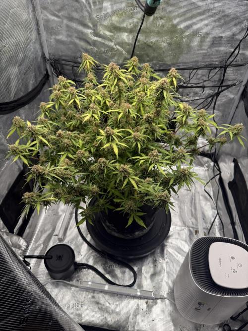 Why did the aurora get a bad review?. Week 16