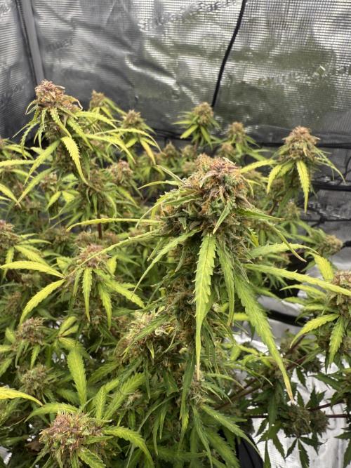 Why did the aurora get a bad review?. Week 16