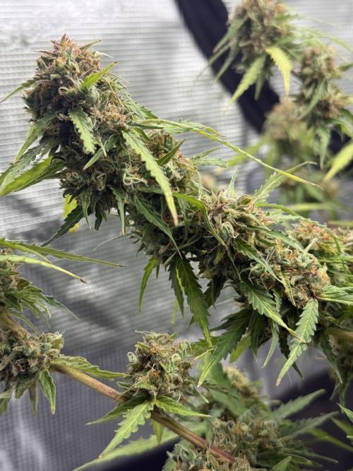 Why did the aurora get a bad review?. Week 16