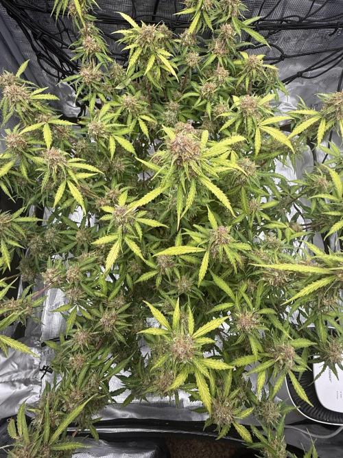 Why did the aurora get a bad review?. Week 16