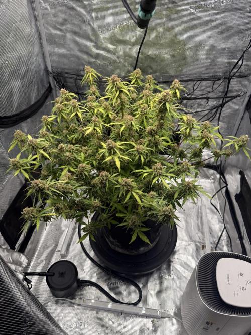 Why did the aurora get a bad review?. Week 16