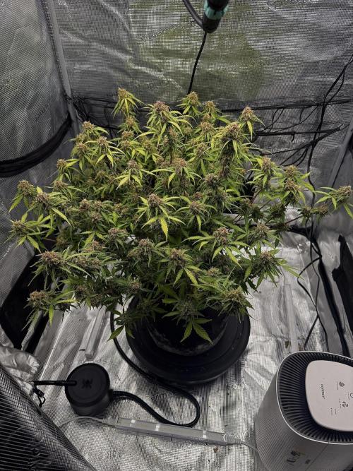 Why did the aurora get a bad review?. Week 16