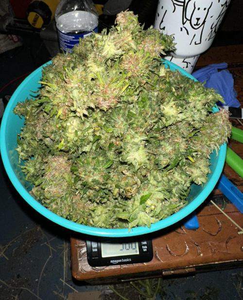 Why did the aurora get a bad review?. Week 17