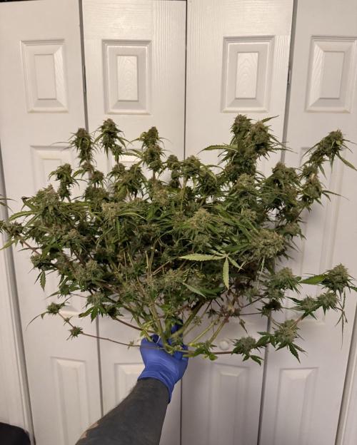 Why did the aurora get a bad review?. Week 17