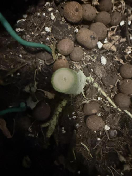 Why did the aurora get a bad review?. Week 17