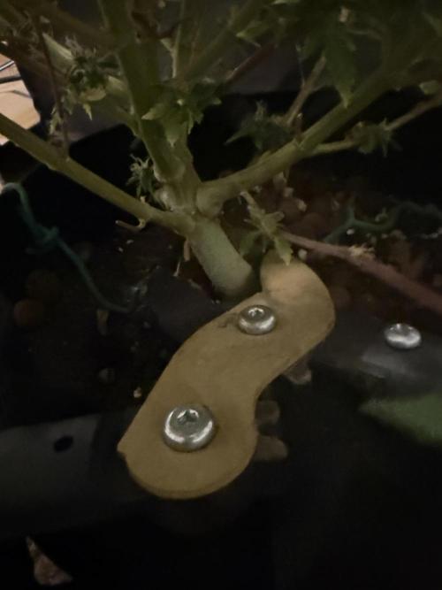 Why did the aurora get a bad review?. Week 17