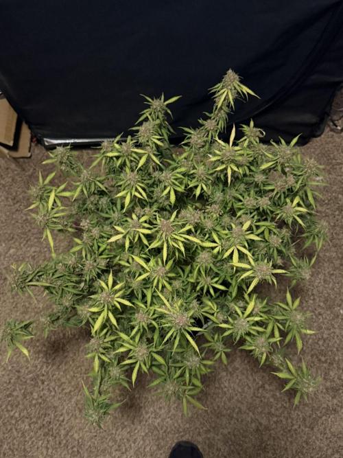 Why did the aurora get a bad review?. Week 17