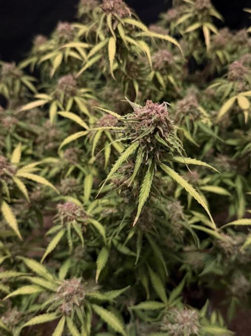 Why did the aurora get a bad review?. Week 17