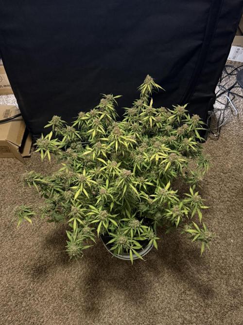 Why did the aurora get a bad review?. Week 17