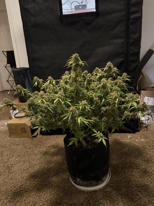 Why did the aurora get a bad review?. Week 17