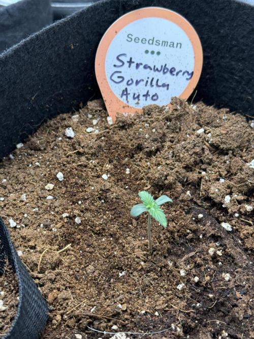 You're the berry best!. Week 0