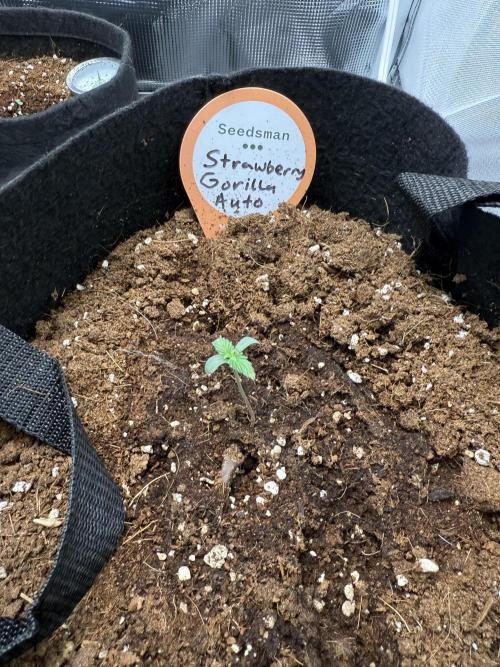 You're the berry best!. Week 0