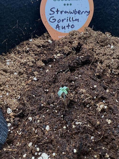 You're the berry best!. Week 0