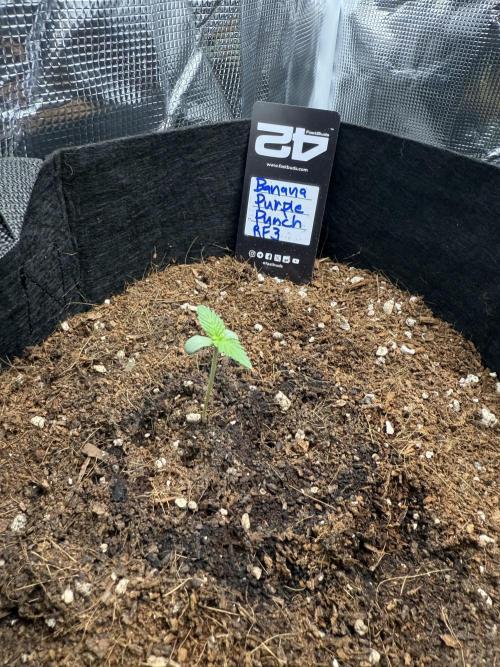 Let's make this day amethyst-ing! (RF3). Week 0