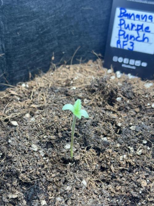 Let's make this day amethyst-ing! (RF3). Week 0