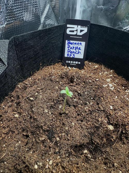 Let's make this day amethyst-ing! (RF3). Week 0