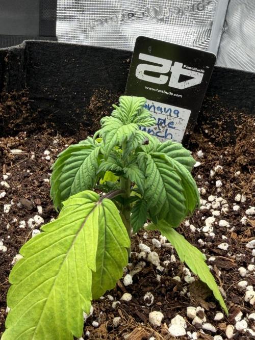 Let's make this day amethyst-ing! (RF3). Week 3