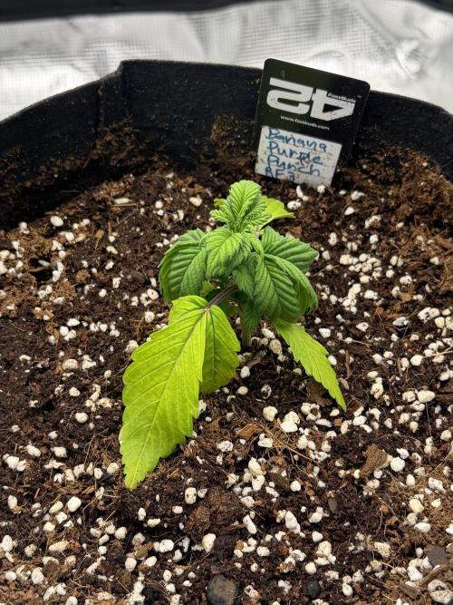 Let's make this day amethyst-ing! (RF3). Week 3