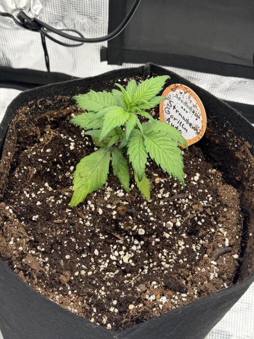 You're the berry best!. Week 3