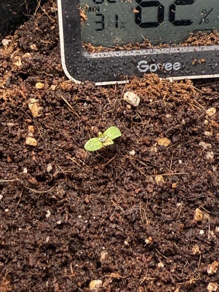 GG4 ( first photo indoor run ). Week 2