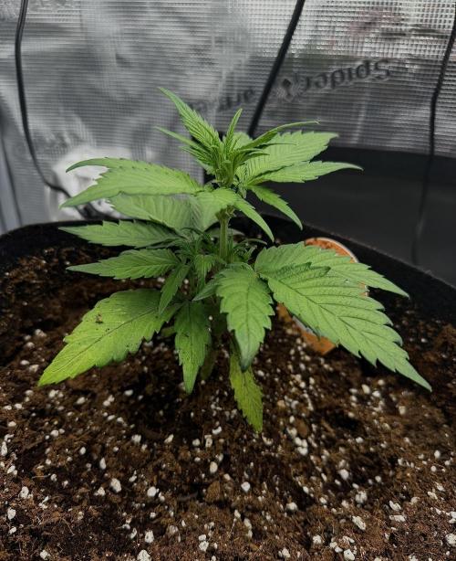 You're the berry best!. Week 3