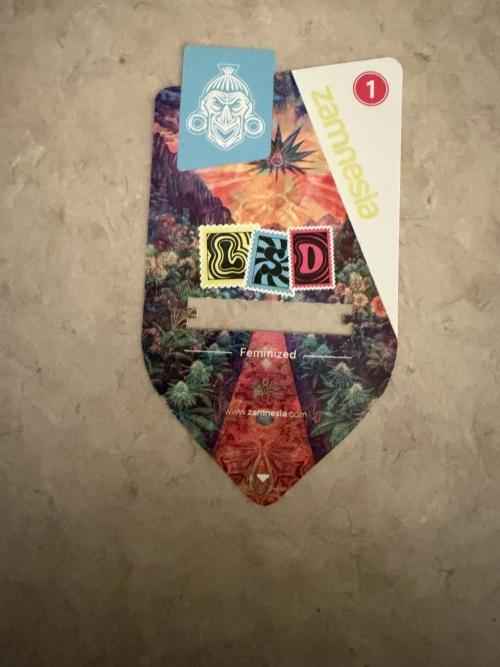 LSD 2x2 (budget tent). Week 0