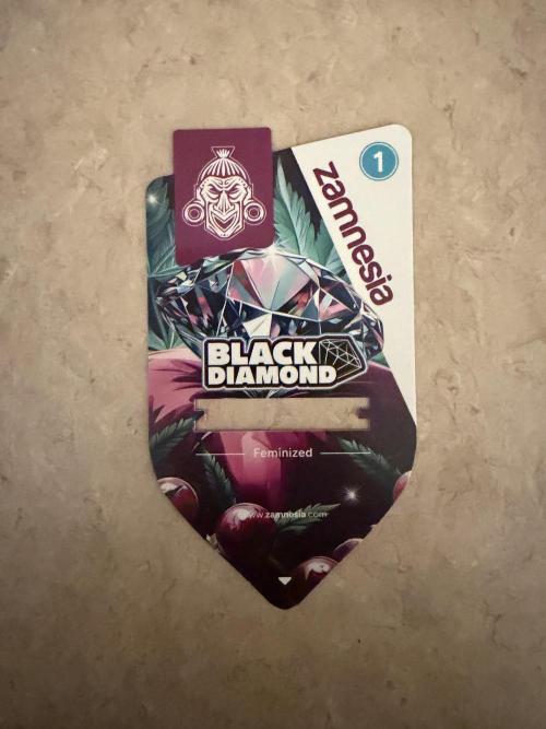 Black diamond ( Zamnesia ). Week 0