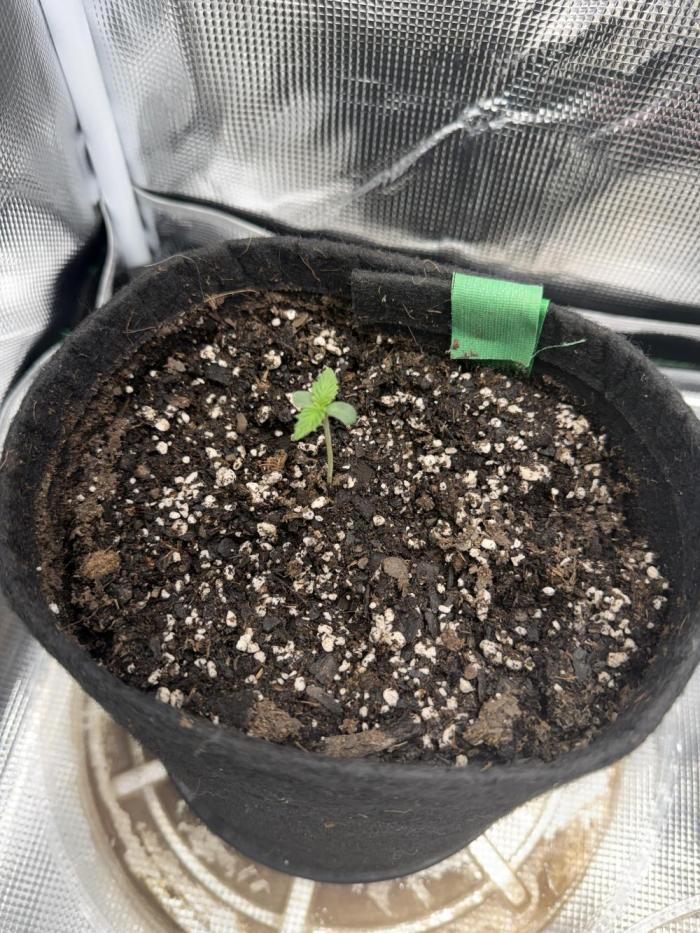 Trop cherry ( indoor ). Week 1