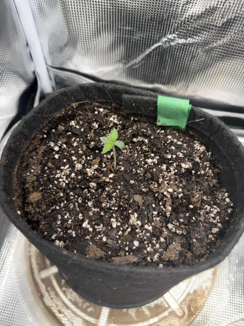 Trop cherry ( indoor ). Week 1