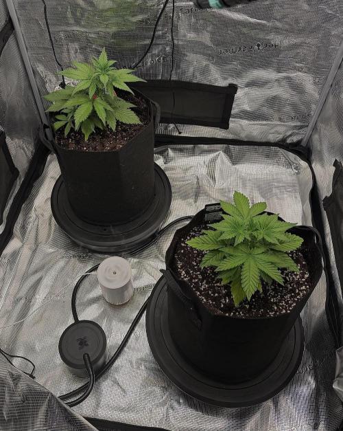 Let's make this day amethyst-ing! (RF3). Week 4