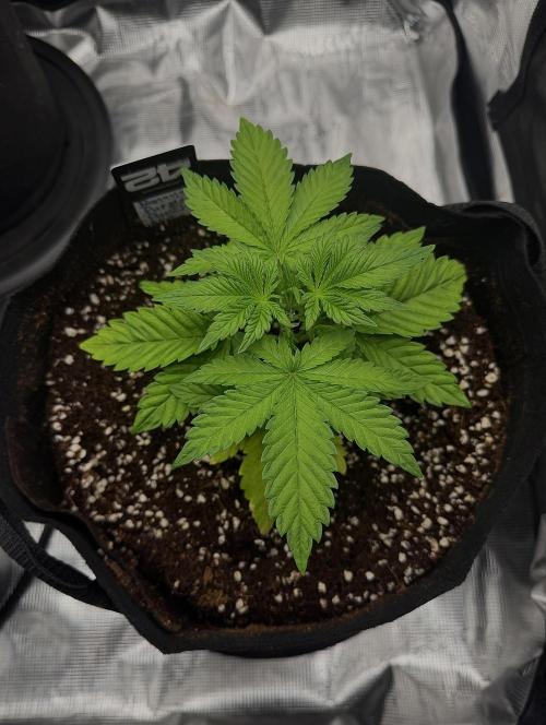 Let's make this day amethyst-ing! (RF3). Week 4