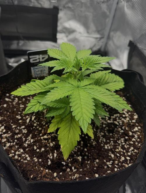 Let's make this day amethyst-ing! (RF3). Week 4