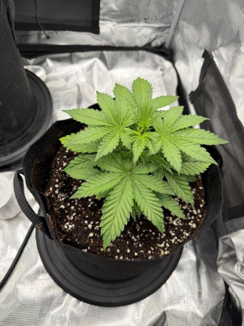 Let's make this day amethyst-ing! (RF3). Week 4