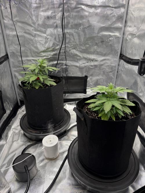 You're the berry best!. Week 4