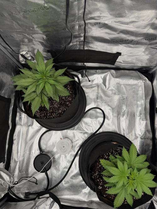 You're the berry best!. Week 4