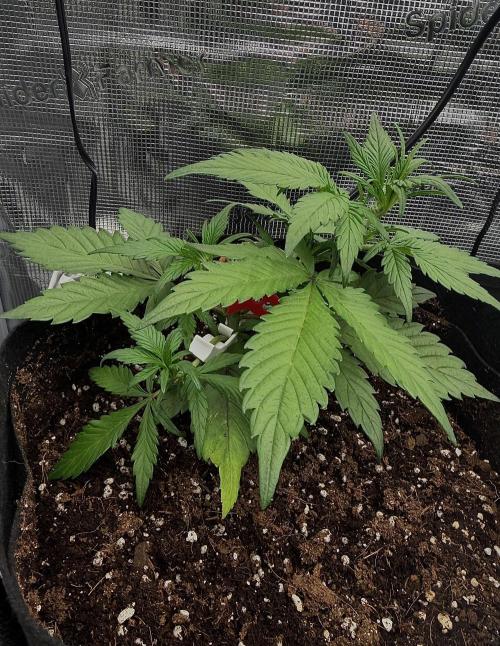 You're the berry best!. Week 4