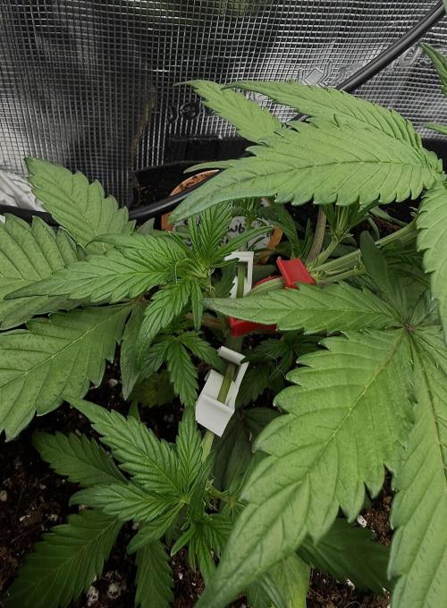 You're the berry best!. Week 4