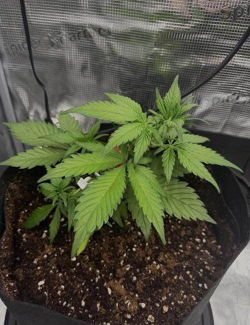 You're the berry best!. Week 4